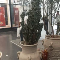 سانسوریا|گل و گیاه طبیعی|ری, اقدسیه|دیوار