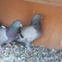 کبوتر|پرنده|شهرکرد, |دیوار