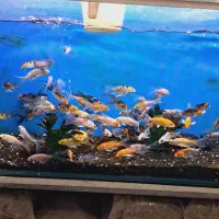 ماهی آکواریوم کوی سوپر باله خوش‌رنگ