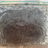 سبزی خورشتی سرخ شده