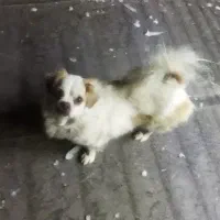 معاوضه سگ با چیزی که به کارم بیاد