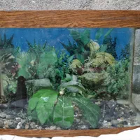 آکواریوم با دکور و تجهیزات کامل شیشه خم|ماهی|مشهد, نوید|دیوار