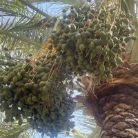 باغ خرما با آب در منطقه دشتو بم با سند رسمی تک برگ|فروش زمین و ملک کلنگی|بم, |دیوار