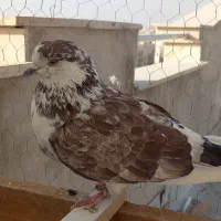 کفتر پرشی شهریار|پرنده|شهریار, شهریار|دیوار