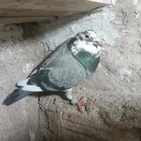 نر ابلغ مگس عطیقه