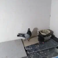 کبوتر پرشی سالم|پرنده|بابل, |دیوار