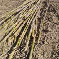 فروش انواع نی|عمده‌فروشی|بهشهر, |دیوار