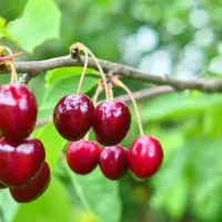 تولید و عرضه نهال آلبالو بوترمو