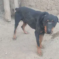 برای فروش|سگ|درگز, |دیوار