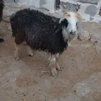 فروش بره|حیوانات مزرعه|ایذه, |دیوار