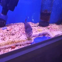 ماهی فلاور ماده توافقی معاوضه|ماهی|ری, دولتآباد|دیوار