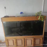 اکواریم بزرگ و زیبا|ماهی|خمین, |دیوار