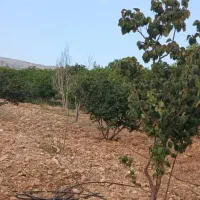 فروش باغ دوهکتاری منطقه چهل چشمه زنگنه بن رود|فروش زمین و ملک کلنگی|شیراز, غدیر جنوبی|دیوار