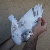 کبوتر عتیقه ساده چادری خوشرنگ کفتر دورنگ|پرنده|اندیشه, اندیشه فاز ۲|دیوار