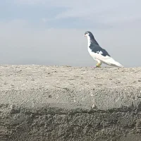 رنگه|پرنده|تربت جام, معدآباد|دیوار