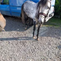 فروش نریان ۵ساله|اسب و تجهیزات اسب‌سواری|نوشهر, |دیوار