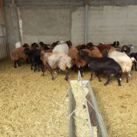 میش و بره و قوچ و توقولی