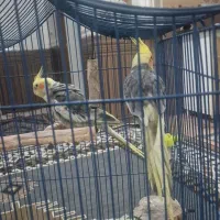 فروش عروس هلندی