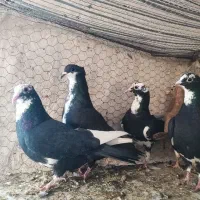 کبوتر کفتر پرشی