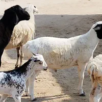 کهره نری و بره و نزار