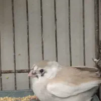 فنج|پرنده|قنوات, |دیوار