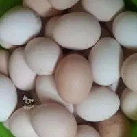 تخم مرغ محلی و جوجه مرغ محلی
