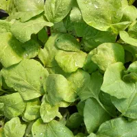 انواع نشا اصلاح شده گلدانی