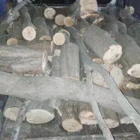 خریدوقطع و حرص درخت در محل شما