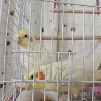 عروس هلندی|پرنده|کوار, |دیوار