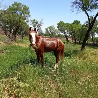 اسب کرد|اسب و تجهیزات اسبسواری|نصر آباد, |دیوار