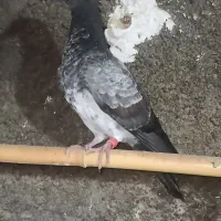 کبوتر جوجه