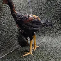 خروس لاری جوجه لاری خروس براکل|حیوانات مزرعه|محمدشهر, یزدیها|دیوار