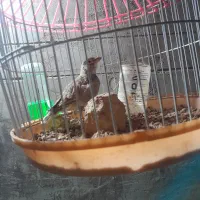 قناری مست بخون