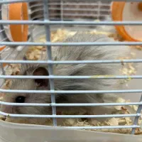 فروش دو عدد همستر