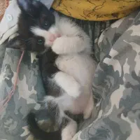 گربه 3ماهه