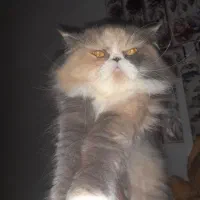 گربه پرشین ماده