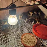 جوجه اردک اسرائیلی خارجی روسی