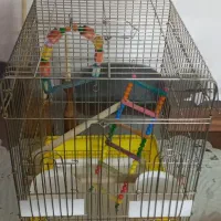 قفس عروس هلندی با لوازم