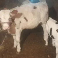 گوساله داشتی