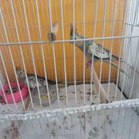 عروس هلندی