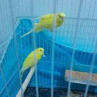 مرغ عشق همراه جوجه (چشم شرابی)فنچ مولد