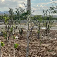 ۲۱۱مترزمین/سهیلیه/زعفرانیه/سنددار/اقساطی|فروش زمین و ملک کلنگی|رامجین, |دیوار
