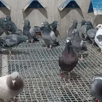 پلاکی شناسنامدار.