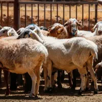 فروش گوسفند پرواری