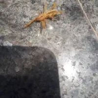 سمپاشی وموریانه زدایی باضمانت نامه کتبی|خدمات نظافت|بندر امام خمینی, |دیوار