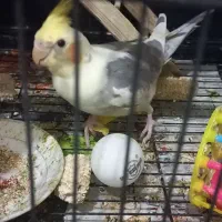 عروس هلندی سخنگو