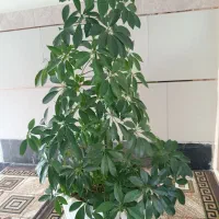 گل زیبا