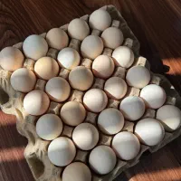 پخش تخم‌مرغ محلی شونه ۳۰ تایی