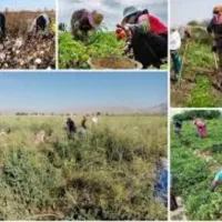 انجام کلیه کارهای کشاورزی