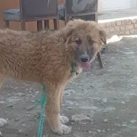 توله ماده پژدر عراقی